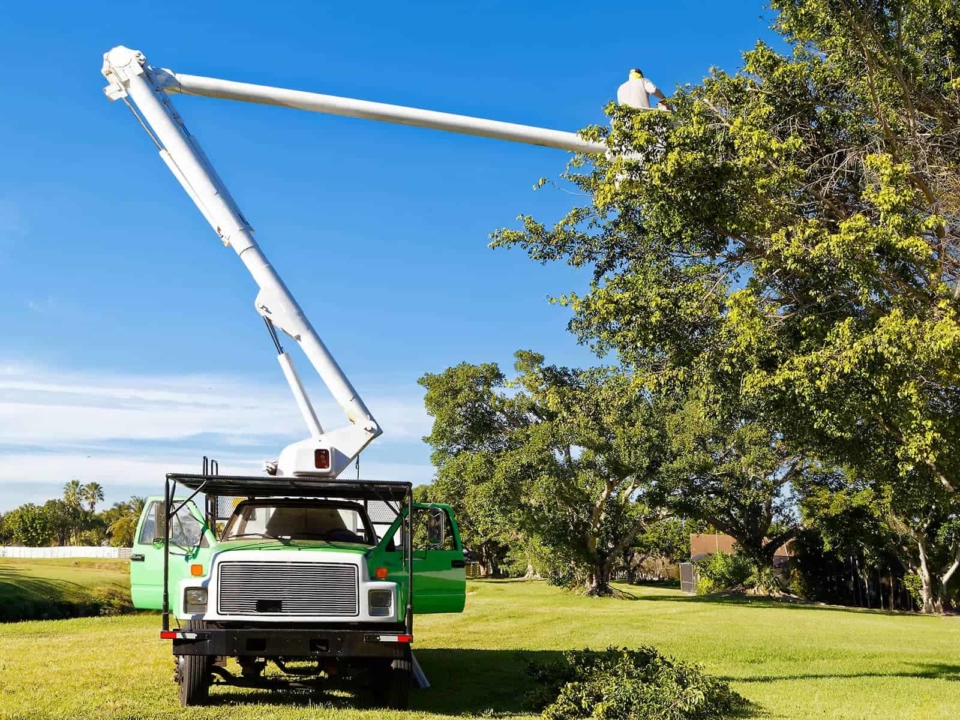 Landscaper using an aerial work platform to trim trees on a commercial property