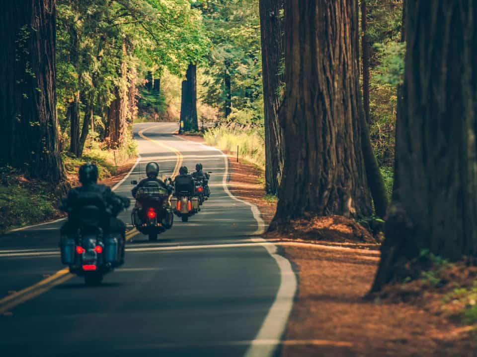 Motorcyclists ride down a winding road through a forest of tall trees.